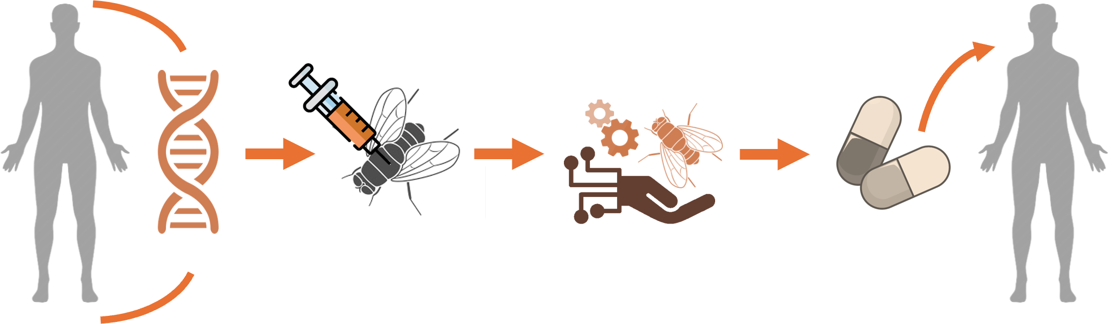 Humanised Drosophila in vivo